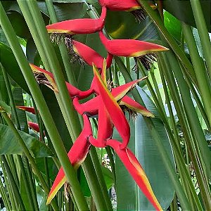 Helicônia Rauliniana