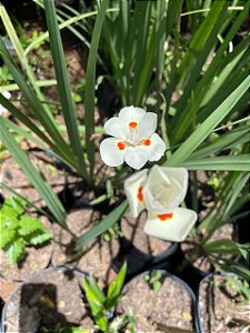 Moreia Branca
