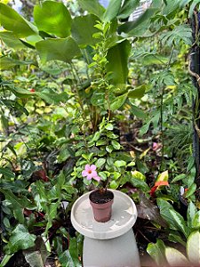 Mandevilla (Dipladenia)