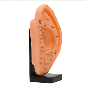 Modelo de Orelha com Base - 22cm