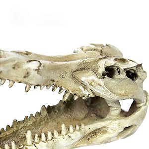 Cranio Crocodilo 13,8X8,5X6,8Cm Ns-60 Nomoypet