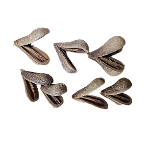 Fava Opele Ifa - Umbanda E Candomblé