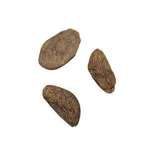 Fava De Abere - 3 Unidades