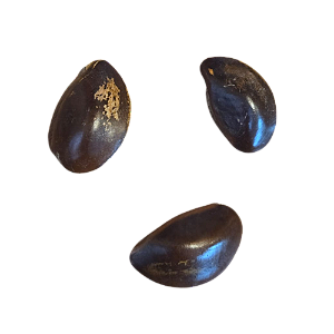 Fava De Ewa - Unidade