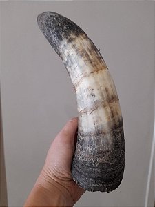 Chifre Bovino Médio
