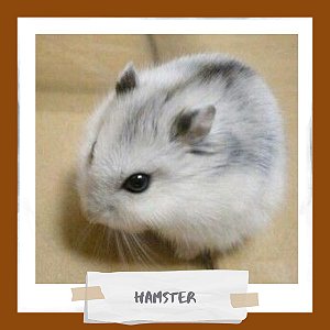 Hamster Anão Russo - Pérola    ***ATENÇÃO ANIMAIS ENTREGA SOMENTE VIA UBER OU RETIRADA***