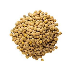 LENTILHA CANADENSE