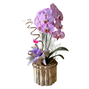Orquídea Phalaenopsis no Vaso de madeira Roxa