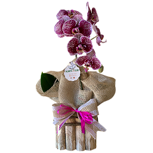 Orquídea Phalaenopsis no Vaso de madeira Roxa/Rosa