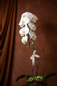 Orquídea Cascata Branca Premium no Vidro