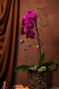 Orquídea Cascata Vinho Premium no Vidro