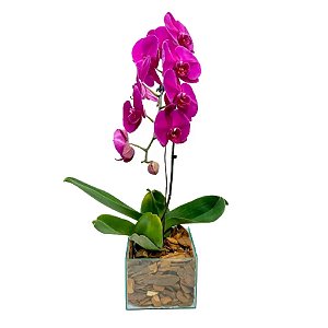 Orquídea Cascata Vinho Premium no Vidro