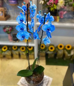 Orquídea Azul Premium