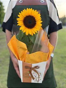 Girassol Radiante Plantado