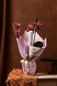 Orquídea Mini Decorada