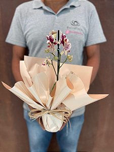Orquídea Mini Decorada