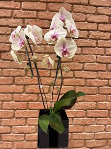 Orquídea Cascata Amarela Manteiga – Duas Hastes