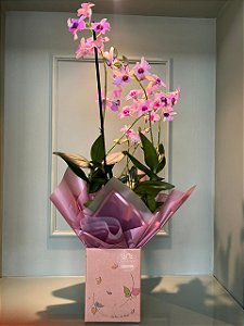 Orquídea Denphal Decorada