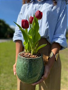 Tulipa Vermelha Signature