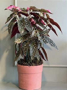 BEGONIA MACULATA EM VASO DE BARRO