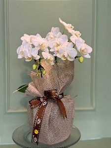 Orquídea Mini Cascata Branca na Juta