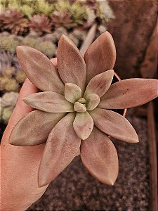 E. Rose crown Pote 11