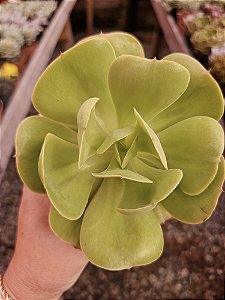 E. MOMOCA ( mandala citrus)