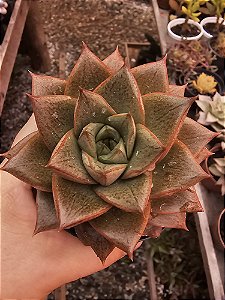 ECHEVERIA DIONISIO POTE 11