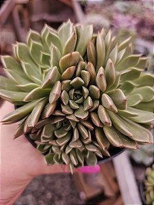ECHEVERIA OLIVIA POTE 11