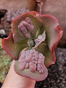 ECHEVERIA BUMPS POTE 11