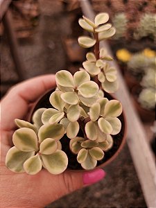 Portulacaria afra variegata