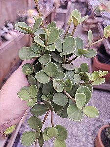 COLAR DE MOEDAS POTE 11