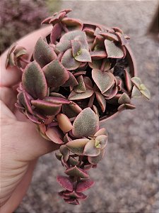 C. PELLUCIDA VARIEGATA