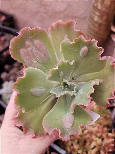 ECHEVERIA VIRGÍNIA LEE POTE 11