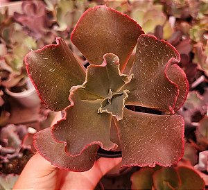 ECHEVERIA ZIPER POTE 11