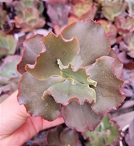 ECHEVERIA EVENING DRENS POTE 11