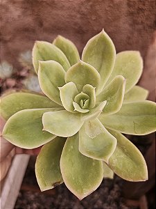 E. golden glow pote 11