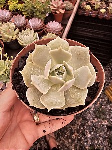 ECHEVERIA LOLA POTE 11