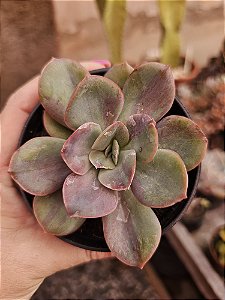 ECHEVERIA GOIABINHA POTE 11