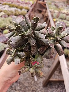 adromischus cooperi PATA DE TARTARUGA POTE 9