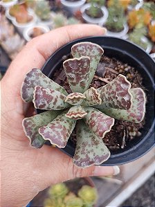 adromischus cooperi PATA DE TARTARUGA POTE 9