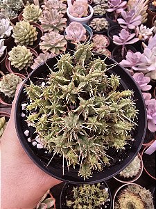 Euphorbia Mammilaris Minima POTE 11