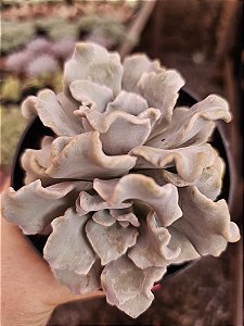 ECHEVERIA CRISPATE BEAUTY POTE 11