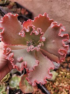 E. RUFFES DRESS POTE 11