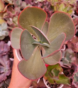 ECHEVERIA GIGANTEA  POTE 11