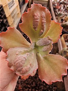 ECHEVERIA CIELPUR POTE 11