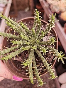 Cabeça de meduza pote 11