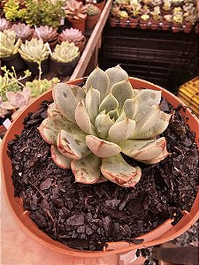 ECHEVERIA SWALLOW POTE 11