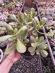 CRASSULA JADE POTE 15