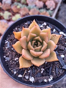 echeveria seringuette POTE 11